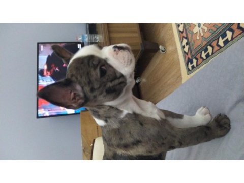 Merle ve siyah french bulldog çok uygun fiyata