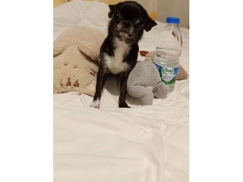 Chihuahua dişi kızımız