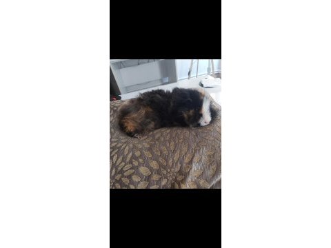 Guinea pig kobay sahiplendirme