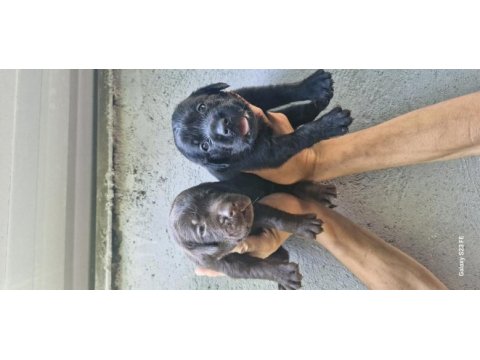 Labrador retriever