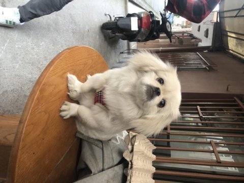 A kalite imperial pekines 1.sınıf