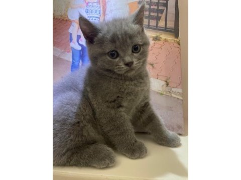07 mayıs doğumlu erkek british shorthair bebeğimiz