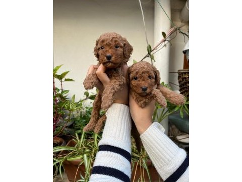 Mükemmel kalitede kıvır kıvır toy poodle yavrular