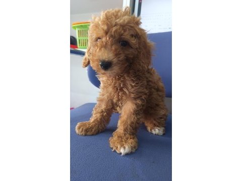 Irk ve sağlık garanti orjinal maltipoo bebeğimiz