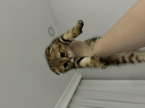 Yavru scottish fold