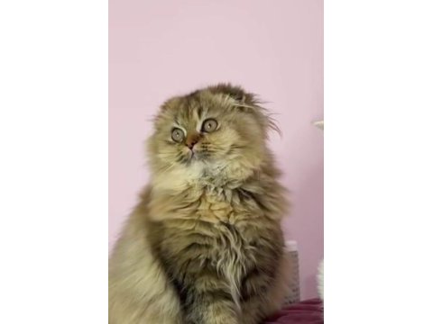 Highland scottish fold