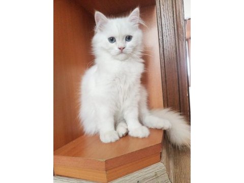 British longhair erkek