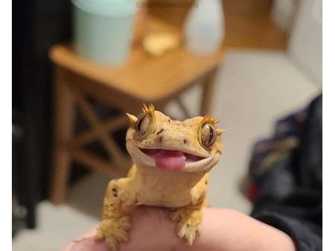 Uysal ve saglıklı crested geckolar