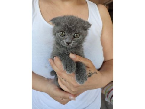 2 aylık 4 kardeş yavrum british shorthair