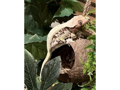 Crested geckolar