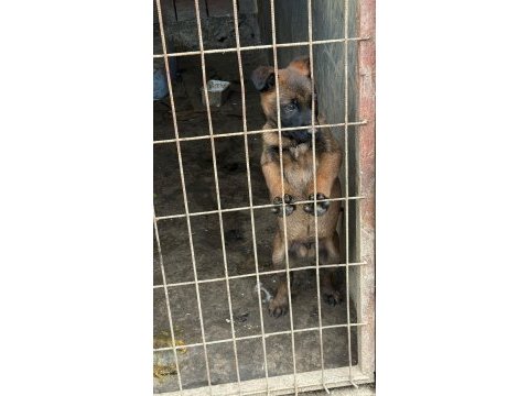 Erkek yavru belçika kurdu