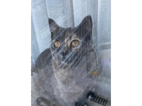 Tüyleri puf puf british shorthair kızım safiş