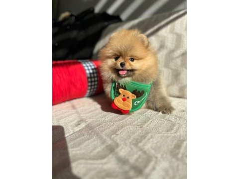 Show kalite pomeranian boo yavrum