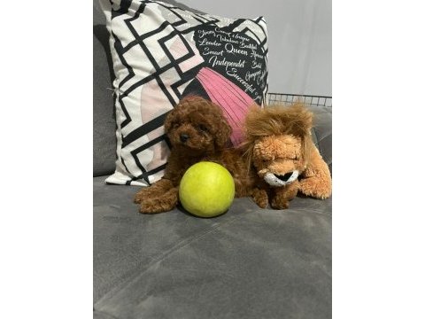 A kalite dişi poodle yavrularım