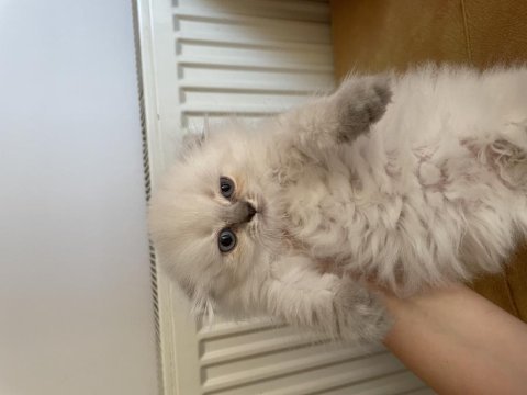 Mükemmel lynx point scottish fold yavrumuz