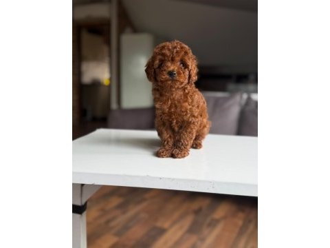 Orjinal poodle yavrumuz mex