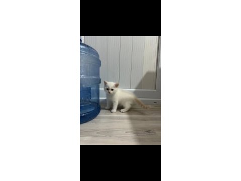 British shorthair ve scottish fold