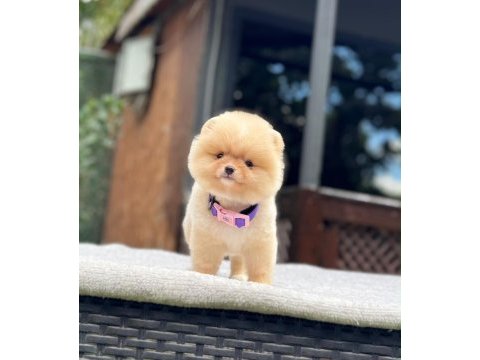 Yavru pomeranian boolarımız