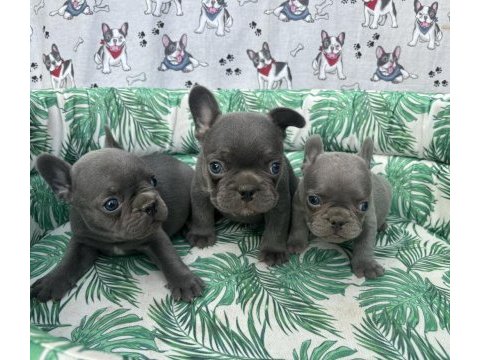 French bulldog a kalite