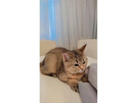 British shorthair golden de black golden yavrular
