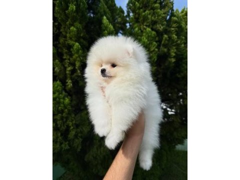 Irk garantili pomeranian yavruları 