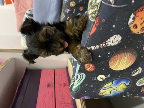 Teacup yakışıklısı yorkshire terrier leo