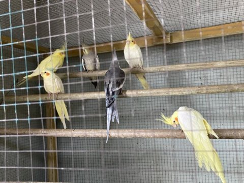 Uykum verilecektir sultan papağanlara ve muhabbet kuşu
