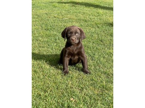 Kahve tüyleri iri patileriyle gerçek labrador retriever