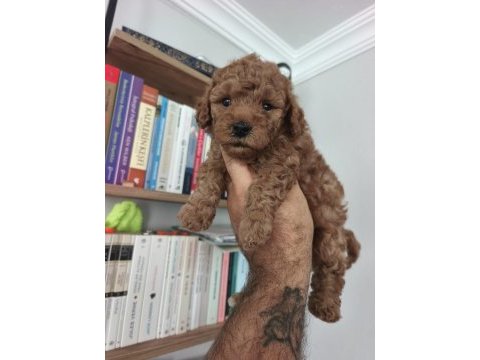 Toy poodle yavrularımız