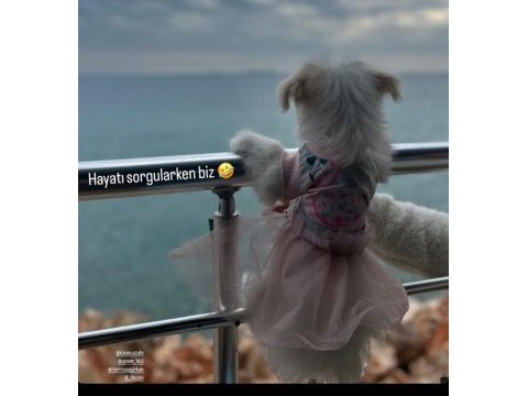 Akıl küpü tatlı terrier kızımız liaa