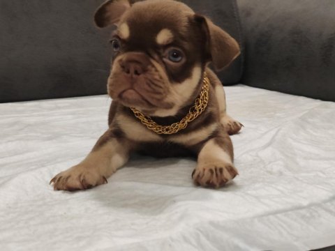 New shade ısabella ve rojo merle fransız bulldog yavruları