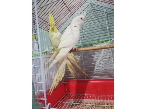 Albino ve lutino sultan papağanı