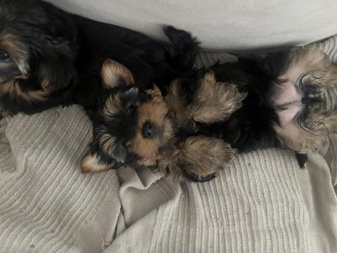 60 günlük yorkshire terrier yavrularımız