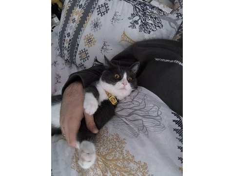 1 yaşında ilgi ve sevgi dolu kedidir