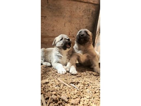 Orjinal kangal köpeği yavrular