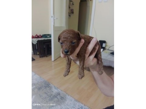 25 haziran da teslime hazır akıl küpleri poodle