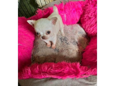 En mini boy teacup chihuahua bebekler