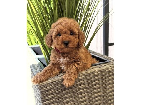 Red toy poodle yavruları
