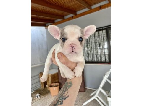 Mavi gözlü french bulldog minikler