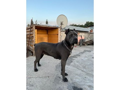 Dişi cane corso ırk garantili