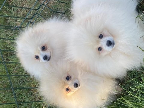 Orjinal ayı surat pomeranian boo bebekler
