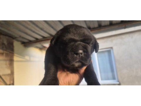 Cane corso yavru köpekler