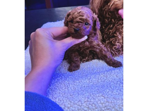 Petmode köpek çiftliğinden tea cup kore poodle
