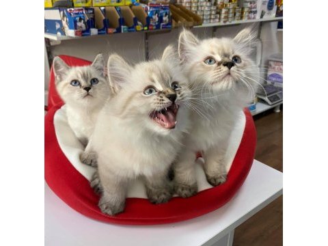 Büyüleyici güzellikte saf kan british shorthair
