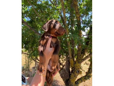 Kızıl kaliteli king doberman