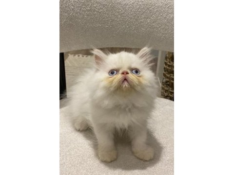 Exotic iran persian harika bebekler