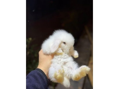Safkan hollanda lop tavşanlar gönderim var
