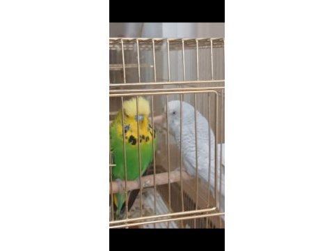 Açıklamaya bak muhabbet kuşlar