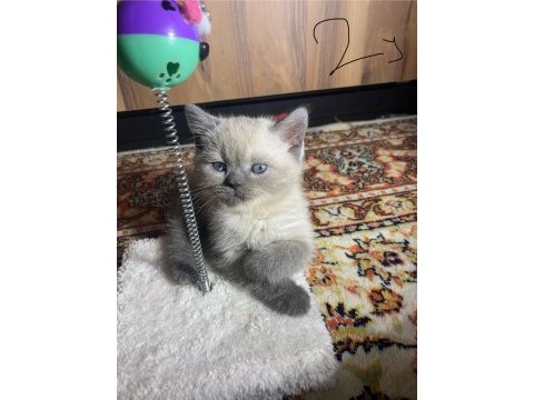 9 nisan doğumlu scottish fold blue