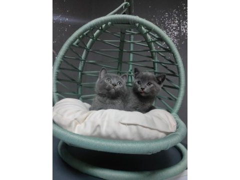 British shorthair erkek yavrularımız
